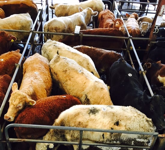 Cattle marts: Weanling bulls in demand from farmers and exporters