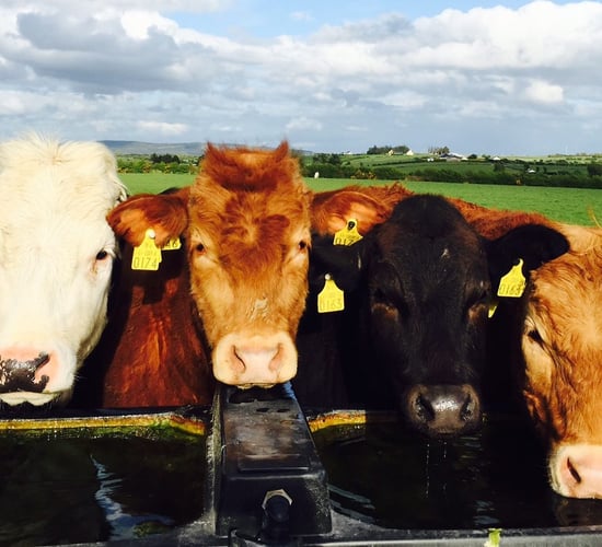 Top tips for conserving water on farms