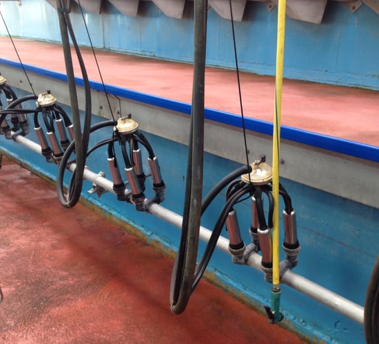 Dairy: GDT index sees slight increase in latest results
