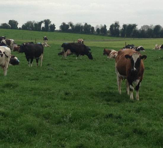 Dairy expansion driving up land prices new survey finds