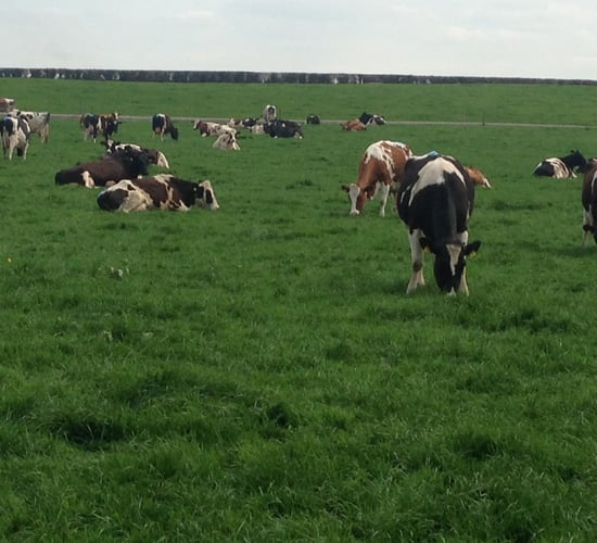 Learn how to do a simple dairy farm cash flow budget at upcoming Teagasc walks
