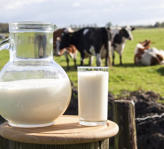 Children who grow up on dairy farms may be less likely to develop allergies