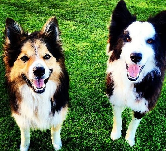Date to have your dog micro-chipped is fast approaching