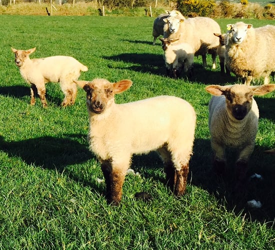 Lambs reach slaughter weight 25 days earlier on UCD's multi-species sward trial