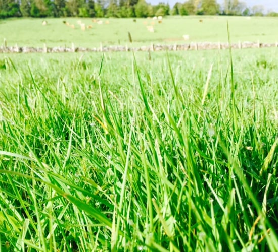 Grass advice: Dealing with low growth and stem