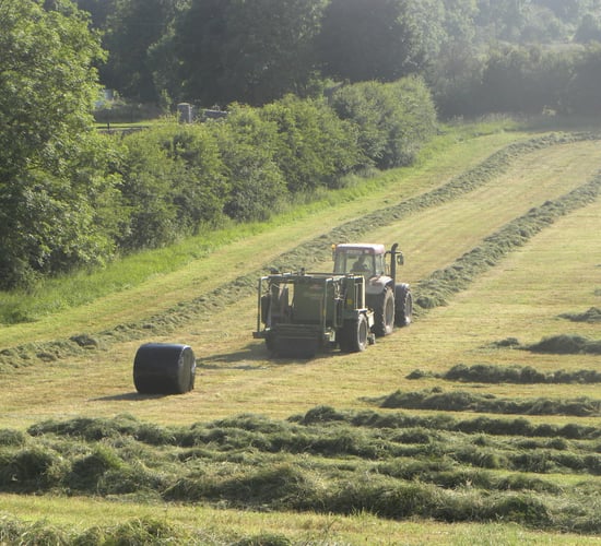 Grass growth: The differences are uncanny