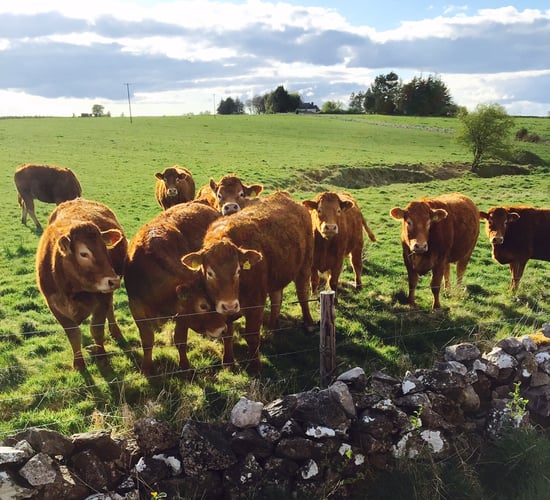 'Don't just count stars when making breeding decisions - think euro value'