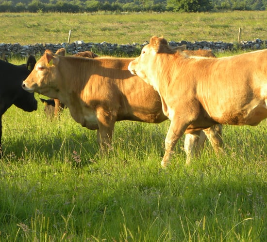 'The cow charged me, knocked me unconscious and trampled me'