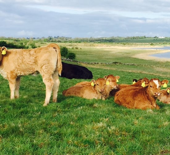 Ireland’s RDP set to be ratified next week
