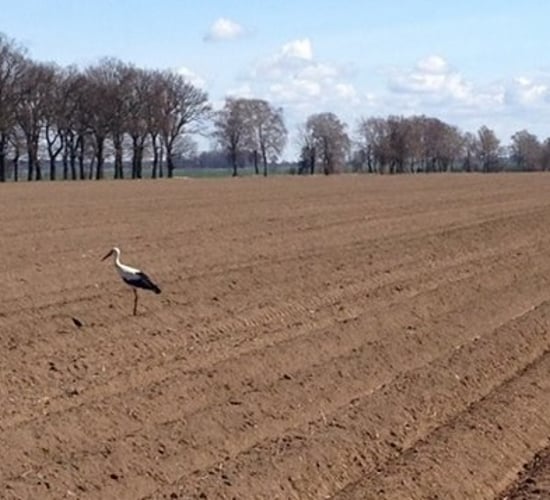 Farming opportunities abound in western Poland