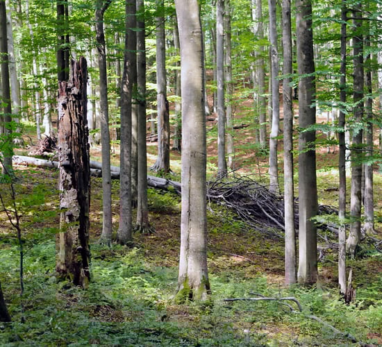 Unsure how or when to thin forestry? Find out at Timber2015 in Laois this weekend