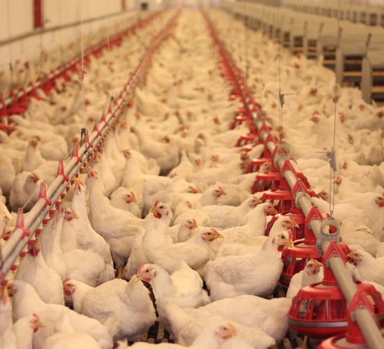 Campylobacter found in 73% of UK chickens