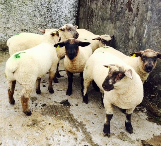 'Light lamb market needs to be re-established'