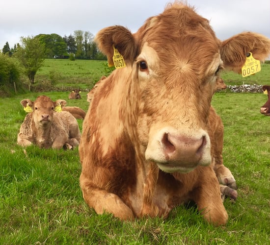 Keep an eye out for grass tetany with cooler night temperatures