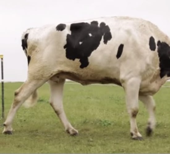 The shortest bull in the world record is held by an Irish Dexter