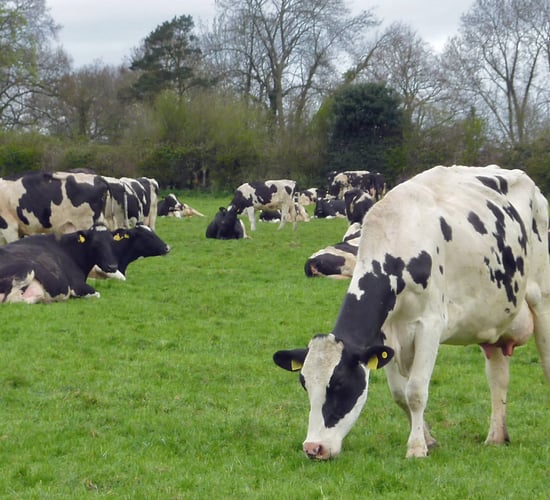 Expansion can challange herd health which can 'make or break a farm'