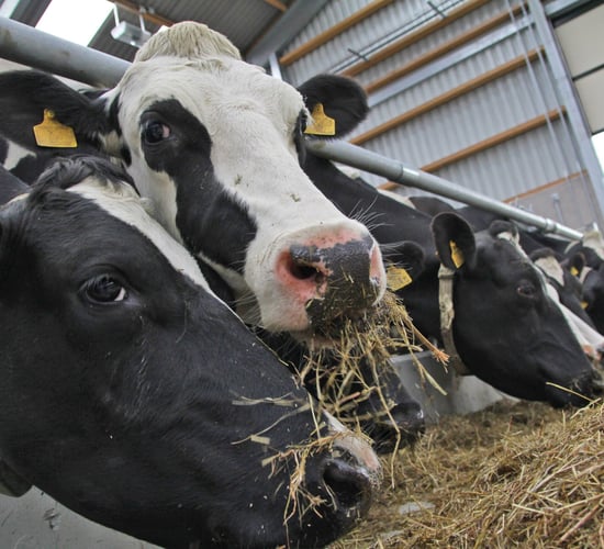 Autumn calving: The importance of good dry cow management