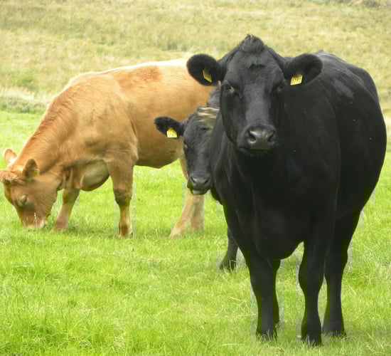 Wire in gut one of the main causes of suckler cow deaths in the UK