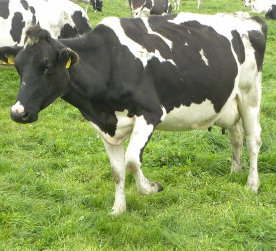 Ostertagia levels running high in spring 2015 - Glanbia