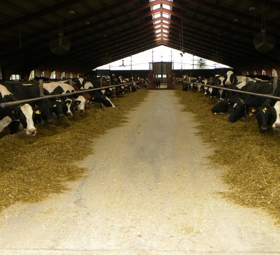 Pics: A 1,550ha Swedish dairy farm that milks 720 cows