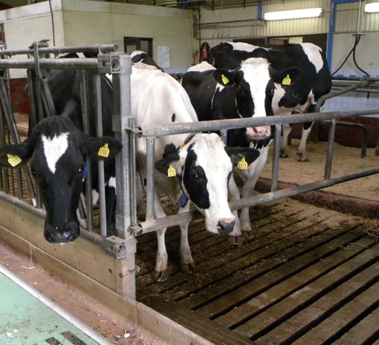 30% of Swedish dairy farms now milk with robots