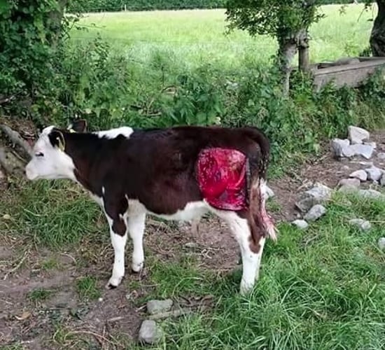 'Vicious' dog attack on calf in Tipperary