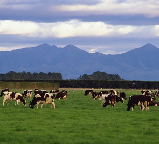 Number of farmers taking guaranteed milk price from Fonterra doubles