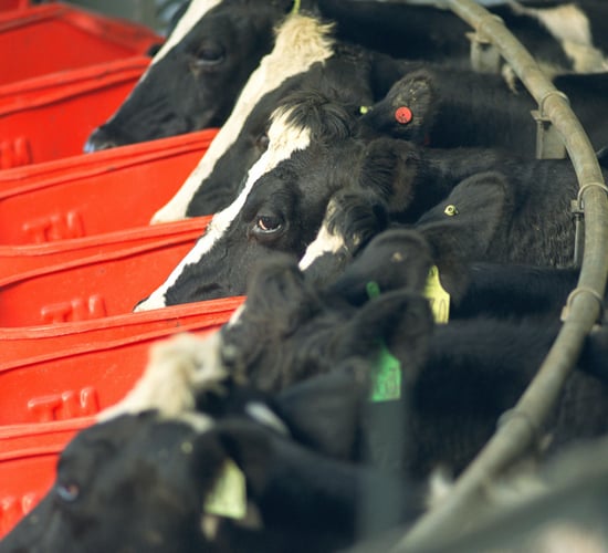 Call for 'simplified process' for crude protein exemption