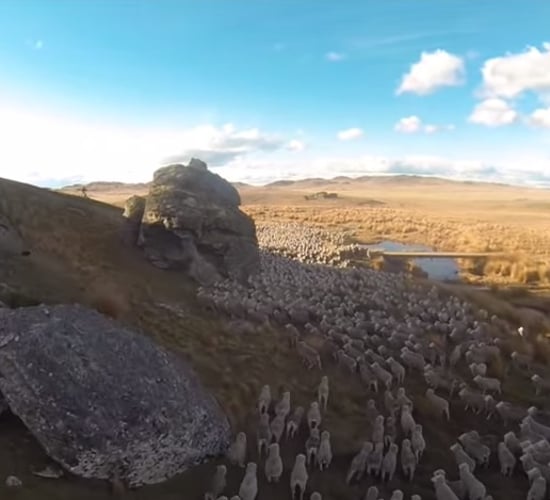 Amazing video of farmer herding thousands of sheep from the sky