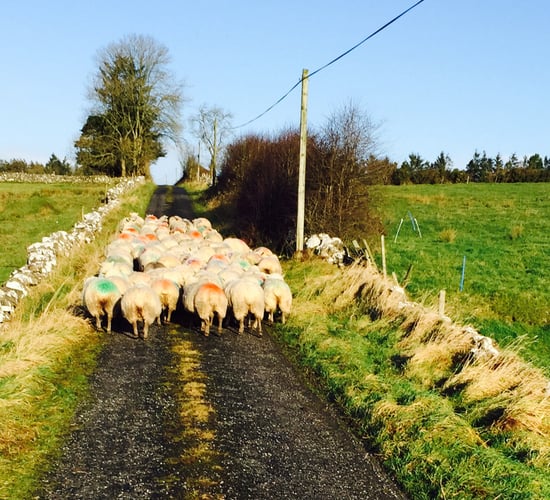Sheep farm returns on track to reach a 4-year high