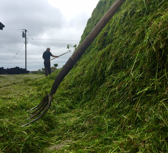 Getting silage analysed before winter housing