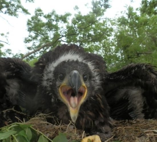 White-tailed eagles successfully hatch chicks across the country