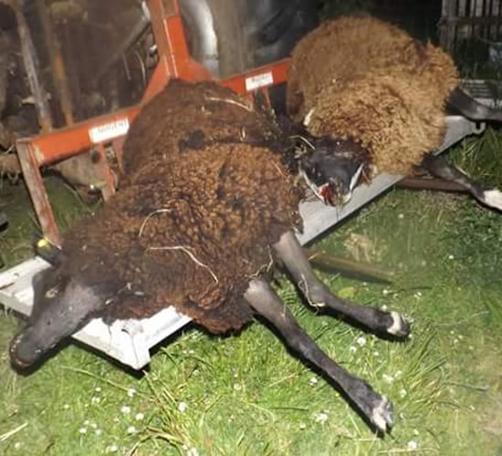 Warning graphic pics: Eight pedigree sheep killed in dog attack in Cork