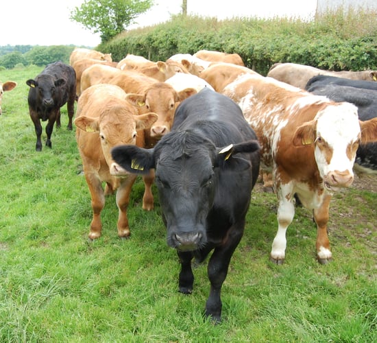 What happens if your bull is downgraded in genomics scheme?