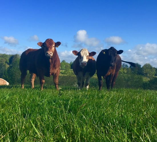 Recognition that tag loss is inevitable in new Farmers Charter - ICSA