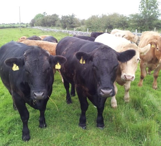 UK prime cattle slaughterings down 8% from 2014