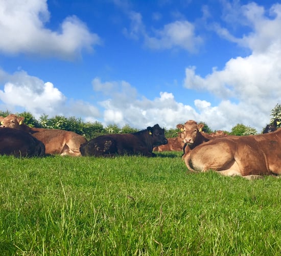 Teagasc July beef tips: rotate stock and take out the bull