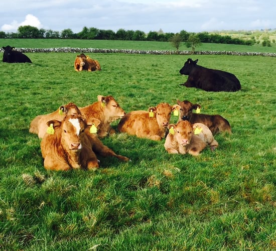 O Cuiv calls on EU to introduce fair price protection for farmers