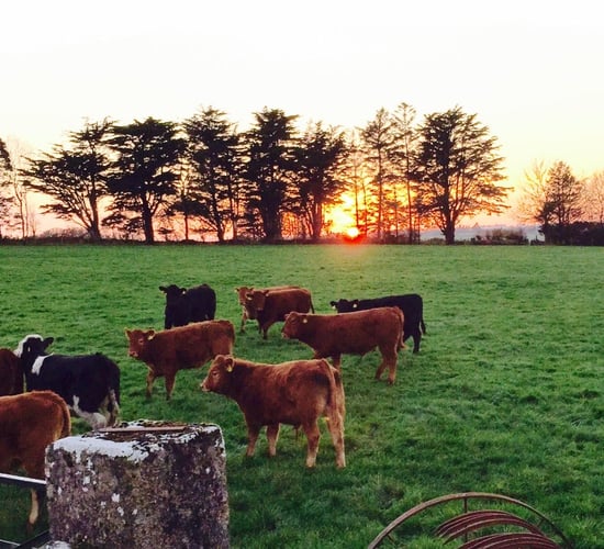 14 marts could sell GM-free weanlings before peak sales period