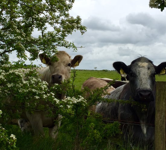 GLAS in numbers: 90,000 bird boxes and 1,300km of hedgerows