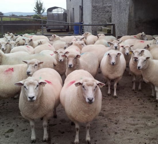 MEPs vote to ban cloning farm animals, cloned food and imports