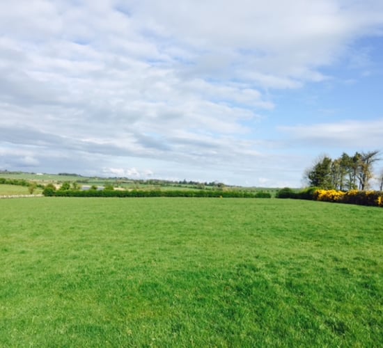 Top tips for better grass management this July - Teagasc