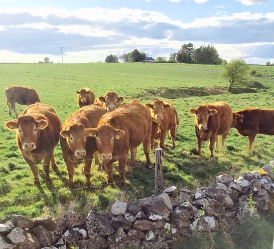 Marts expect to see increased numbers of heavy heifers in the coming weeks