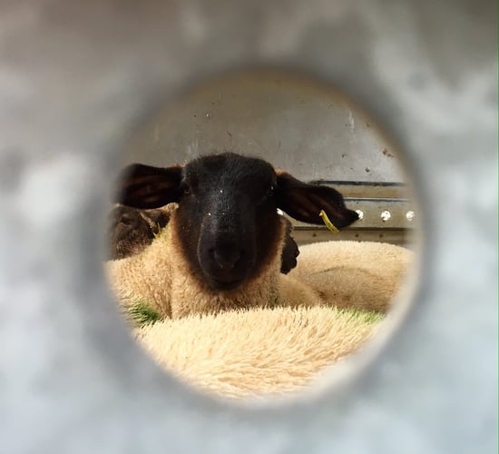 Sheep imports down 50% - impact of labelling rules and exchange rates