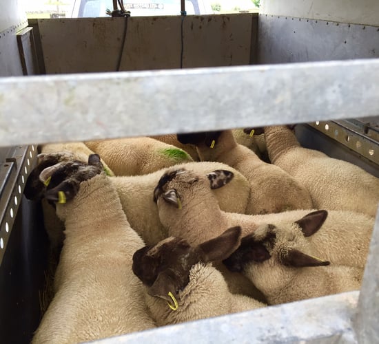 Cuts of 40-50c being imposed on base price for overweight lambs - ICSA