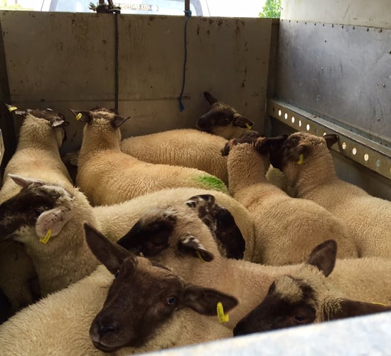 Lamb trade eases as more UK sheepmeat enters the French market - Bord Bia