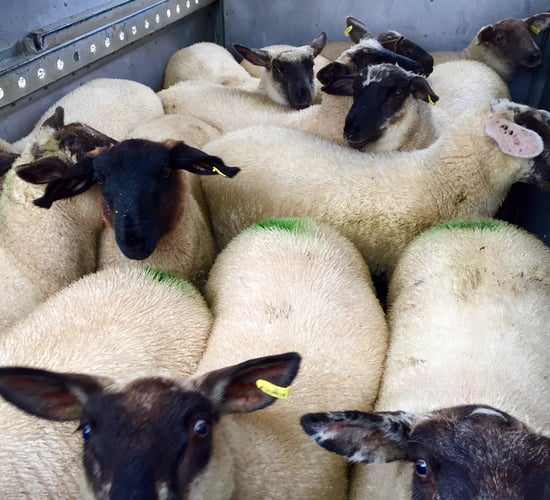 UK retailers under pressure to buy more British lamb