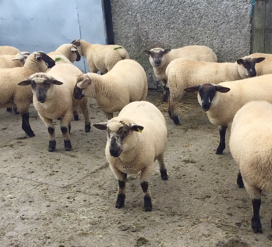 Sheep trade: Prices moving in the right direction