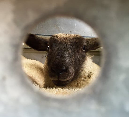 New Zealand lamb exports set to fall by 6.3% in 2016