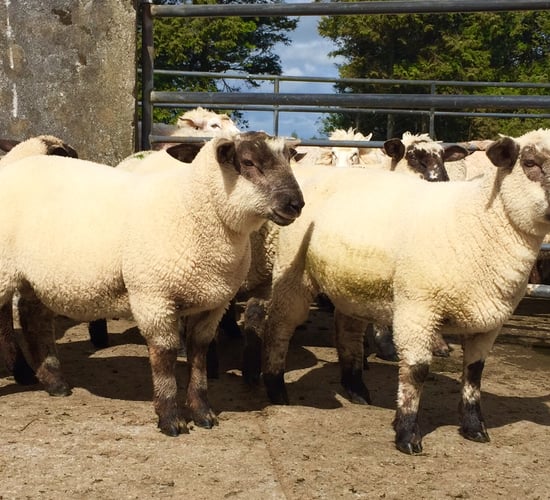 Half of lamb wormers 'ineffective'